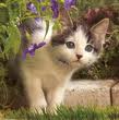 Curbstone Kitty